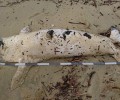 Το πτώμα μιας φώκιας ξεβράστηκε σε παραλία της Νάξου