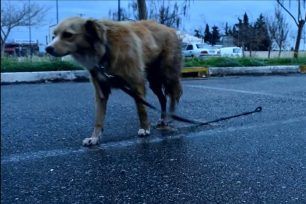 Η Ομπρέλα: Μια ταινία μικρού μήκους για την εγκατάλειψη των ζώων (βίντεο)