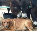 Τα γαϊδουράκια έγλειφαν τον άρρωστο σκύλο (βίντεο)
