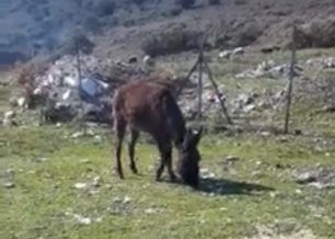 Λέσβος: Αναρρώνει η γαϊδουρίτσα που τραυματίστηκε σοβαρά καθώς κάποιος την έδεσε και την έσυρε στην άσφαλτο (βίντεο)