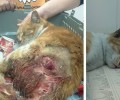 Αναζητούν τον ιδιοκτήτη του σκύλου που σκοτώνει γάτες στην Ηλιούπολη
