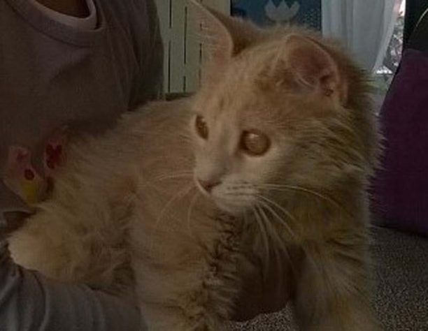 Χάθηκε γάτα στο Καματερό Αττικής