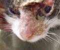 Αναρρώνει η γάτα που βρέθηκε με σοβαρά εγκαύματα στα Μάλγαρα (βίντεο)