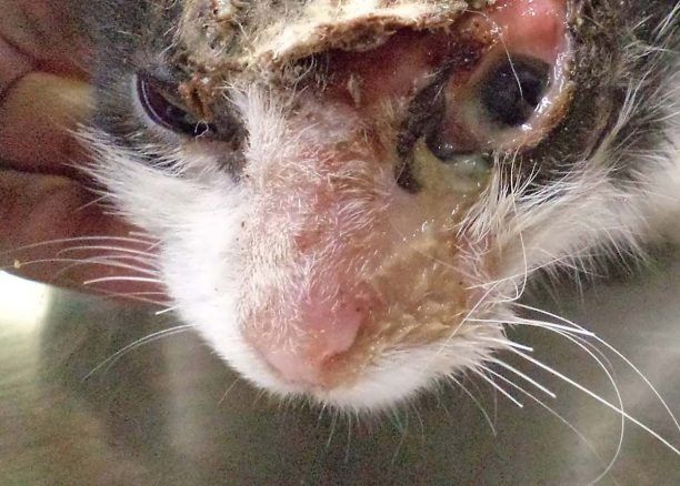 Αναρρώνει η γάτα που βρέθηκε με σοβαρά εγκαύματα στα Μάλγαρα (βίντεο)
