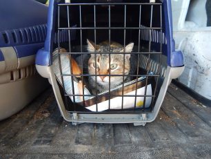 Στείρωσαν 53 αδέσποτες γάτες στη Μονεμβασιά