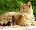 Τοξόπλασμα και Εγκυμοσύνη: Αντιμετωπίζοντας τον μύθο που αδίκως στοχοποιεί τις γάτες (βίντεο)