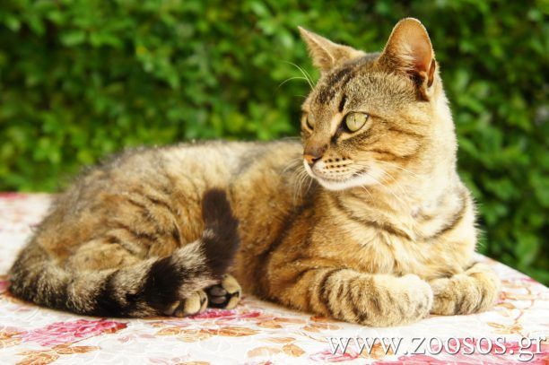 Τοξόπλασμα και Εγκυμοσύνη: Αντιμετωπίζοντας τον μύθο που αδίκως στοχοποιεί τις γάτες (βίντεο)
