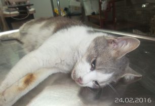 Η γάτα έμεινε παράλυτη επειδή κάποιος την πυροβόλησε με αεροβόλο στα Γιαννιτσά