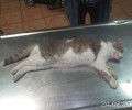 Πέθανε η γάτα που έμεινε παράλυτη καθώς χτυπήθηκε με αεροβόλο στα Γιαννιτσά