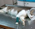 Χάρη στο ενδιαφέρον των αναγνωστών του zoosos.gr χειρουργήθηκε η παράλυτη γάτα που πυροβολήθηκε στα Γιαννιτσά