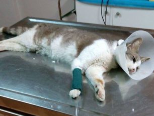 Χάρη στο ενδιαφέρον των αναγνωστών του zoosos.gr χειρουργήθηκε η παράλυτη γάτα που πυροβολήθηκε στα Γιαννιτσά