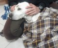 Έσωσε και υιοθέτησε τον σκελετωμένο σκύλο που βρήκε χτυπημένο κοντά στα Κεραμειά Χανίων