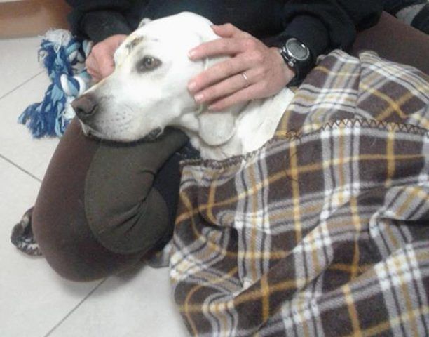 Έσωσε και υιοθέτησε τον σκελετωμένο σκύλο που βρήκε χτυπημένο κοντά στα Κεραμειά Χανίων