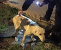 Κομοτηνή: Πέταξαν τον σκύλο στον δρόμο αφού του έκοψαν τα αυτιά και την ουρά