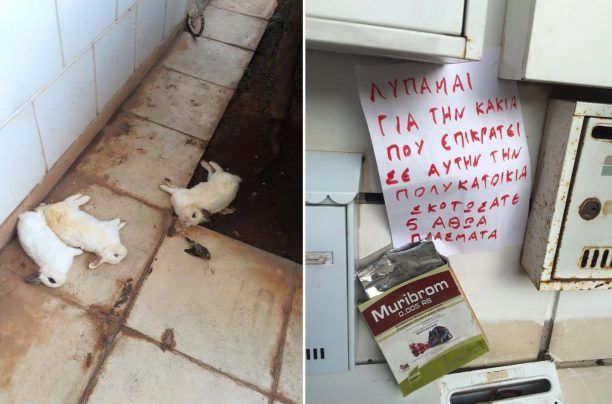 Γλυφάδα: Δηλητηρίασαν με ποντικοκτόνο και τα κουνέλια που ζούσαν στην αυλή πολυκατοικίας