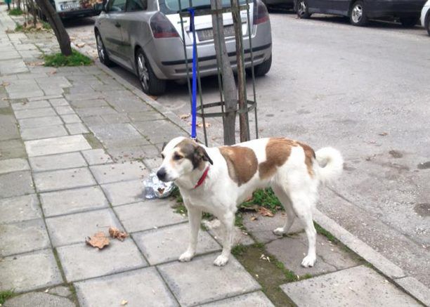 Λάρισα: Εγκατέλειψε τον σκύλο του δένοντας τον έτσι ώστε να είναι αναγκασμένος να παραμένει διαρκώς όρθιος
