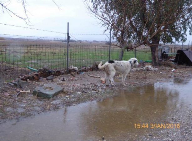 Λήμνος: Κατήγγειλε την κακοποίηση των σκυλιών που εξαφάνισε ο ιδιοκτήτης τους και η Αστυνομία αδιαφόρησε