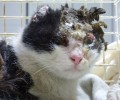 Βρήκαν και τρίτη γάτα καμένη αλλά ζωντανή στα Μάλγαρα! Τι κάνει η ΕΛ.ΑΣ.;