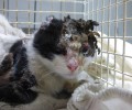Με σοβαρά εγκαύματα στο κεφάλι και στο σώμα νοσηλεύεται η γάτα που σαδιστής δράστης έκαψε στα Μάλγαρα