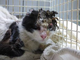Με σοβαρά εγκαύματα στο κεφάλι και στο σώμα νοσηλεύεται η γάτα που σαδιστής δράστης έκαψε στα Μάλγαρα