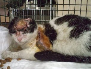 Έγινε μεταμόσχευση δέρματος στο κεφάλι της γάτας που κάποιος έκαψε στα Μάλγαρα (βίντεο)