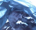 Από ασφυξία πέθαναν τα 3 κουτάβια που βρέθηκαν νεκρά στα σκουπίδια στον Μαρκόπουλο Αττικής