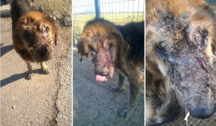 Θεσσαλονίκη: Έσωσαν τον σκύλο που περιφερόταν εξαθλιωμένος από την ασιτία και την ασθένεια