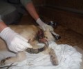 Βρήκαν τον σκύλο να υποφέρει από περιλαίμιο που του έσκισε τον λαιμό στη Μεσσήνη