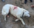 Έκκληση για την σωτηρία του σκύλου που πυροβολήθηκε με μονόβολο στον Μύτικα Αιτωλοακαρνανίας