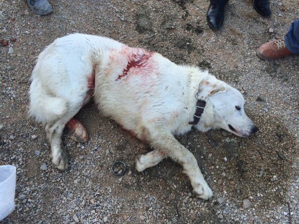 Έκκληση για την σωτηρία του σκύλου που πυροβολήθηκε με μονόβολο στον Μύτικα Αιτωλοακαρνανίας