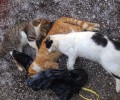 4 σκυλιά και 7 γάτες δηλητηριάστηκαν από φόλα στον Παντοκράτορα Πρέβεζας