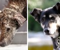 Υιοθέτησαν την Πέτρα την σκυλίτσα που εντοπίστηκε εξαθλιωμένη στον Ωρωπό τον Μάιο του 2015 (βίντεο)