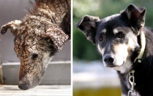 Η ιστορία της Πέτρας της σκυλίτσας που «άνθισε» από την αγάπη εκείνων που την έσωσαν στον Ωρωπό (βίντεο)
