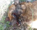 Ναύπακτος: Βρήκαν τον σκύλο νεκρό πυροβολημένο στο κεφάλι
