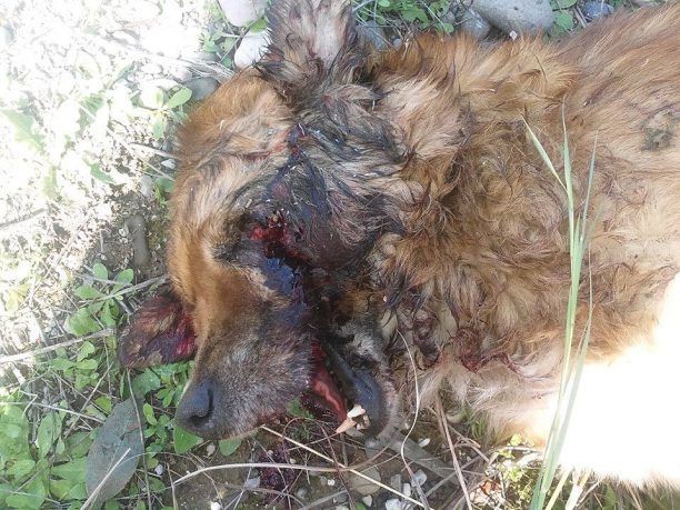 Ναύπακτος: Βρήκαν τον σκύλο νεκρό πυροβολημένο στο κεφάλι