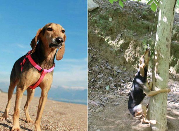 Έκκληση για την φροντίδα της σκυλίτσας που έσωσαν από τ’ αγκίστρια & τώρα πάσχει από λεϊσμανίωση στη Νέα Κορώνη Μεσσηνίας