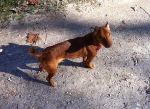 Ανάρρωσε και αναζητεί το καλύτερο σπιτικό η σκυλίτσα που κακοποιήθηκε άγρια στη Λάρισα