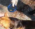 Τις υποχρεώσεις ιδιοκτητών ζώων συντροφιάς θυμίζει ο Δήμος Κοζάνης στους δημότες του