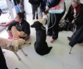 Στείρωσαν 43 αδέσποτα ζώα στον Δήμο Λουτρακίου - Περαχώρας - Αγ. Θεοδώρων