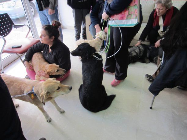 Στείρωσαν 43 αδέσποτα ζώα στον Δήμο Λουτρακίου - Περαχώρας - Αγ. Θεοδώρων