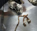 Βρήκαν το σκυλί να σαπίζει από την θηλιά στο λαιμό του στον Σταυρό Καρδίτσας (βίντεο)