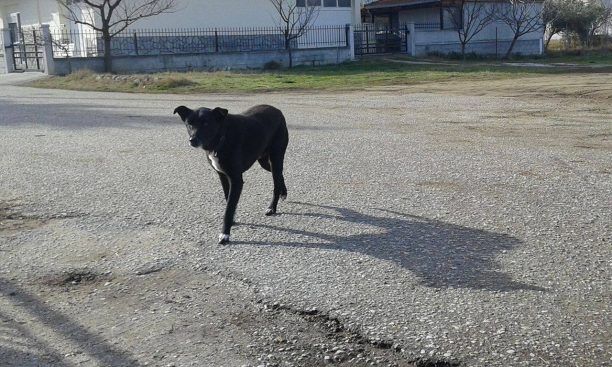 Μαθητές και καθηγητές στο Γυμνάσιο Στρυμονικού Σερρών υιοθέτησαν και φροντίζουν τον άρρωστο σκύλο