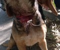 Βρήκαν τον σκύλο να περιφέρεται με θηλιά από συρματόσχοινο στο λαιμό του κοντά στο Τ.Ε.Ι. Κρήτης