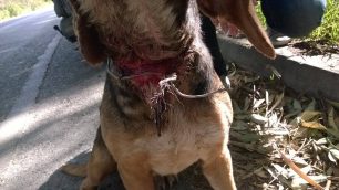 Βρήκαν τον σκύλο να περιφέρεται με θηλιά από συρματόσχοινο στο λαιμό του κοντά στο Τ.Ε.Ι. Κρήτης