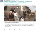 Έκκληση για την φροντίδα των σκυλιών της Εξοχής απευθύνει και ο ποδοσφαιριστής του ΠΑΟΚ Τέρι Άντονις