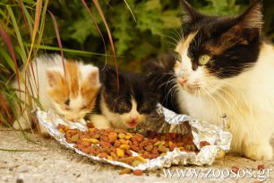 Αθήνα: Τους ζητούν να σταματήσουν να ταΐζουν αδέσποτες γάτες στον Νέο Κόσμο
