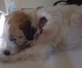 Βρήκε το αδέσποτο σκυλί που φρόντιζε πυροβολημένο στον Τροπαιούχο Φλώρινας