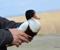 Διεθνής ομάδα ορνιθολόγων βρήκε πτηνό – είδος υπό εξαφάνιση – πυροβολημένο, τραυματισμένο από σκάγια στο Δέλτα του Έβρου