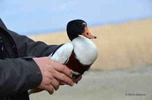 Διεθνής ομάδα ορνιθολόγων βρήκε πτηνό – είδος υπό εξαφάνιση – πυροβολημένο, τραυματισμένο από σκάγια στο Δέλτα του Έβρου