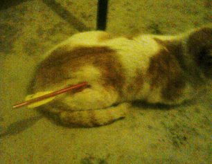Χανιά: Βρήκαν την γάτα χτυπημένη με βέλος